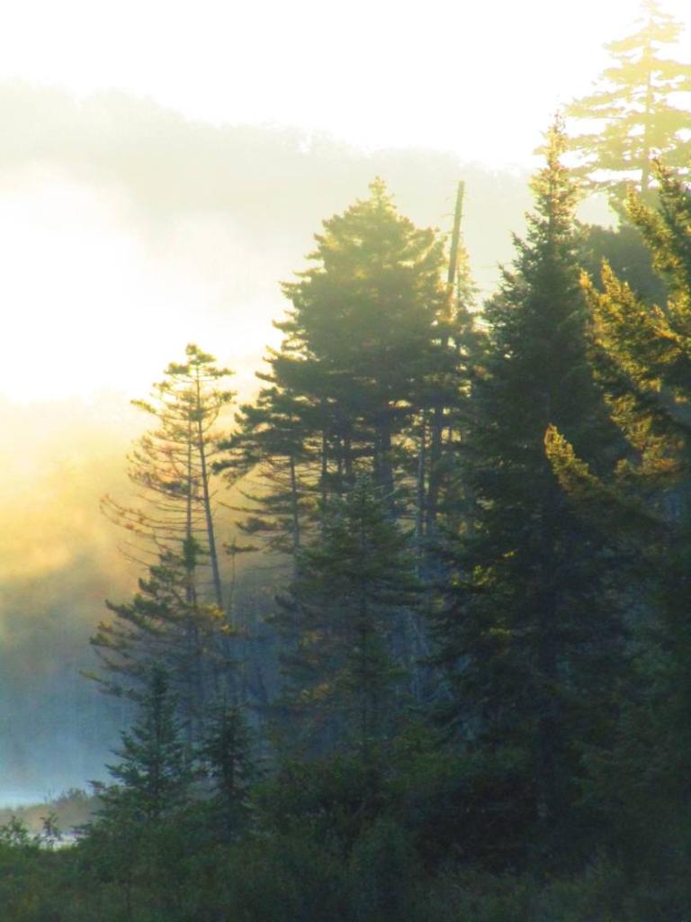 Photo: Fog rises over the swamp Photo: Fog rises over the swamp