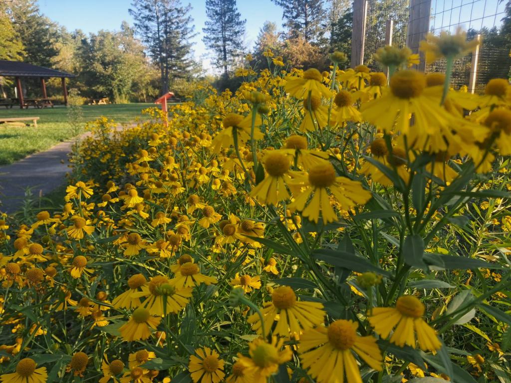 Photo: Sneezeweed [Expires September 26 2026]