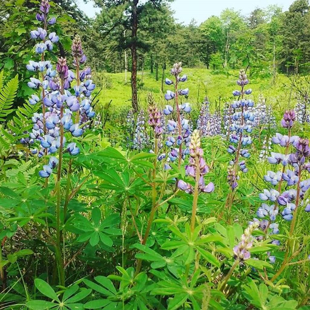 Photo: Lupine