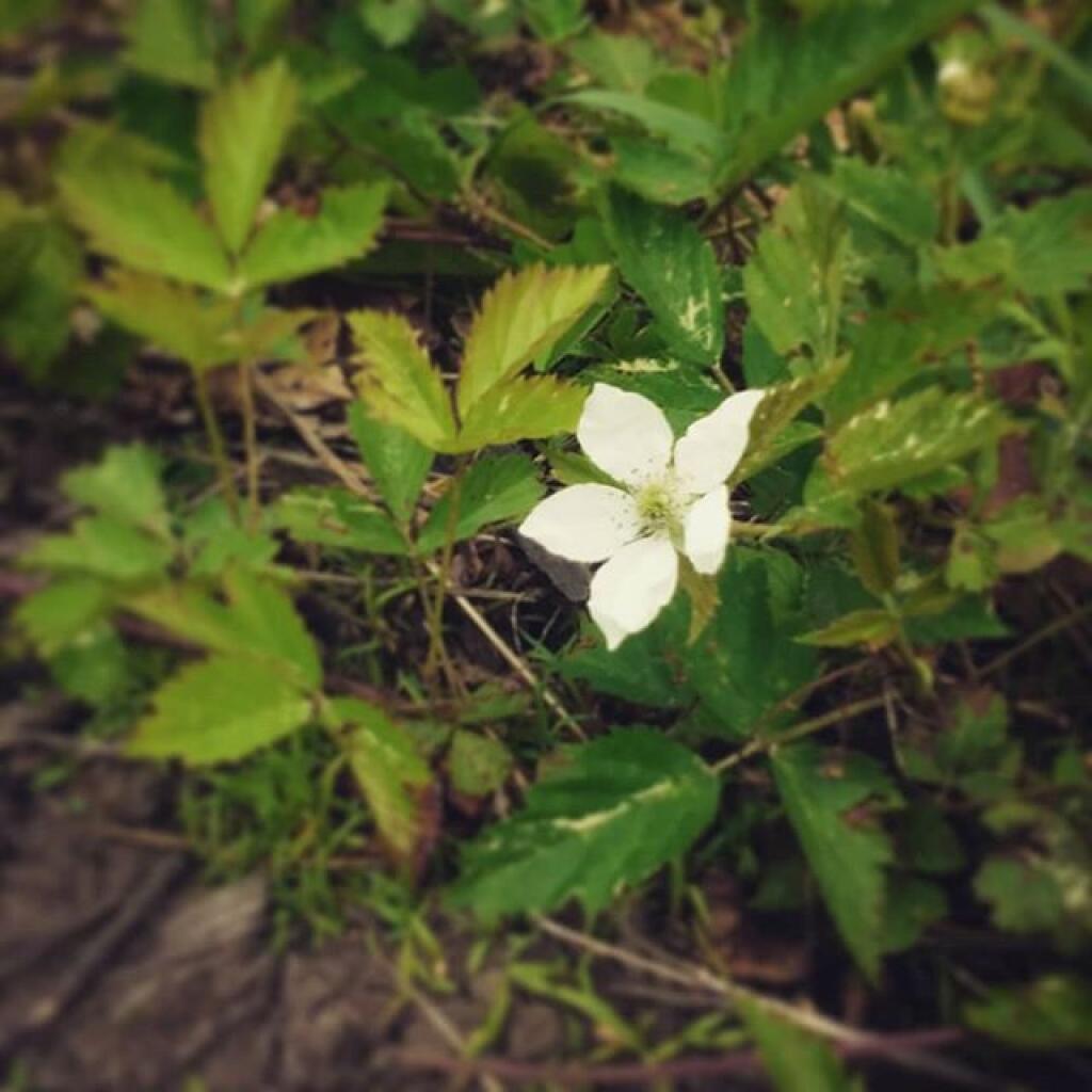 Photo: White