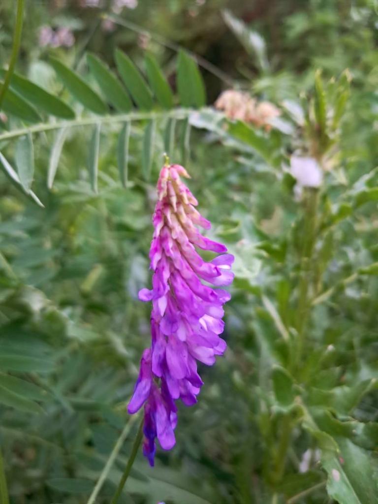 Photo: Tufted Vetch [Expires June 19 2026]