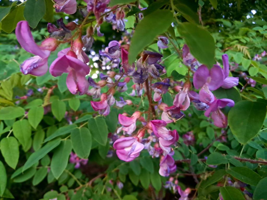 Photo: Rose-Acacia [Expires June 19 2026]