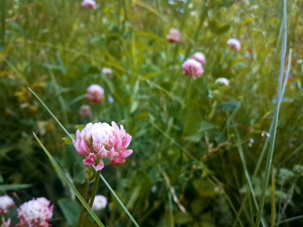 Photo: Red Clover [Expires June 25 2026]