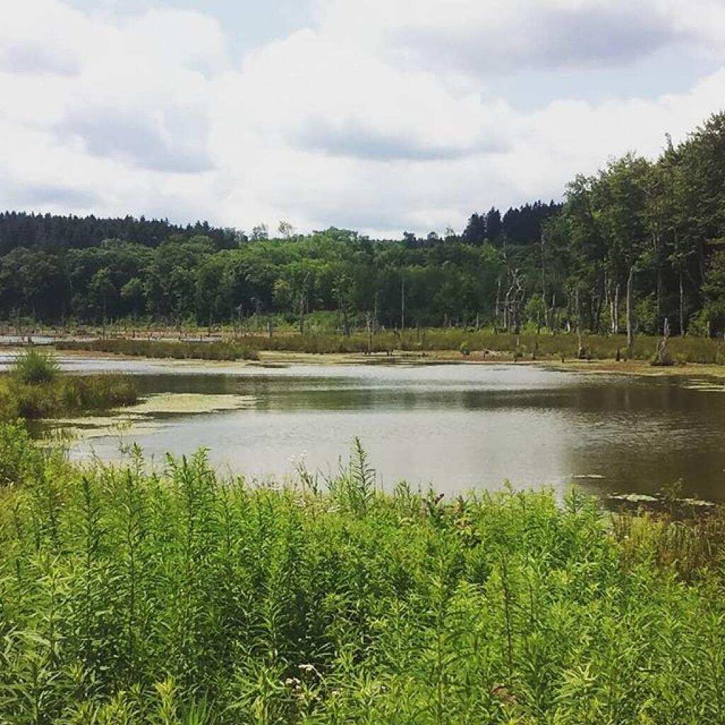 Photo: Looking Glass Pond Photo: Looking Glass Pond