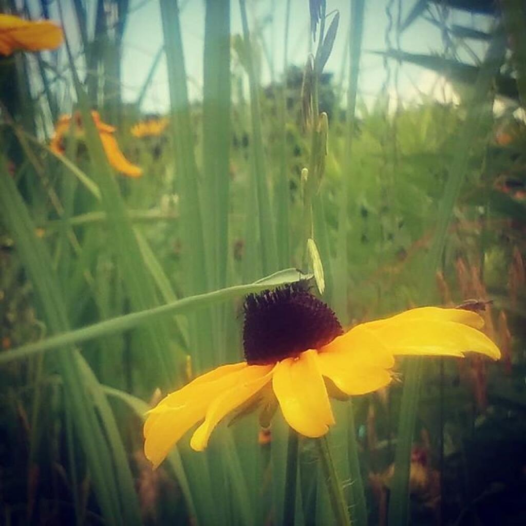 Photo: Black Eye Susan Photo: Black Eye Susan