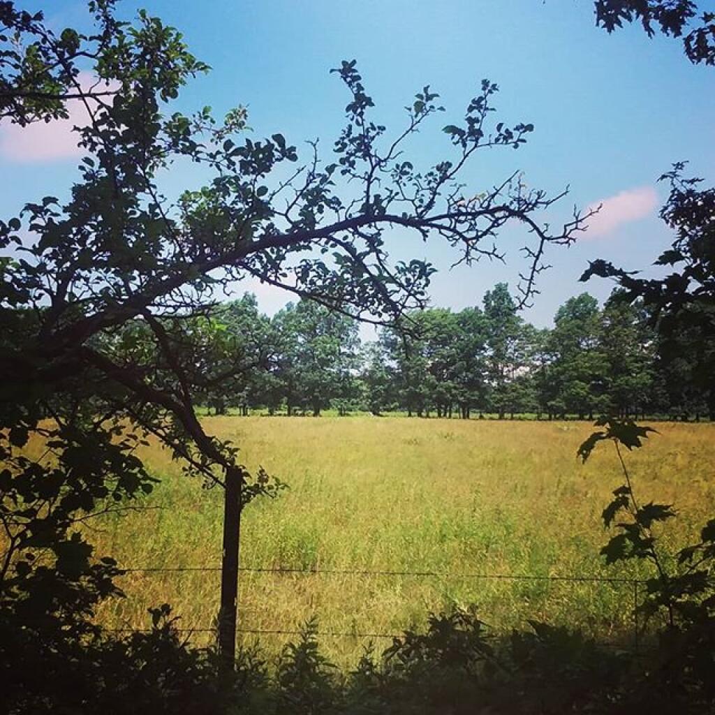 Photo: Hot day, cows are deep in the woods Photo: Hot day, cows are deep in the woods