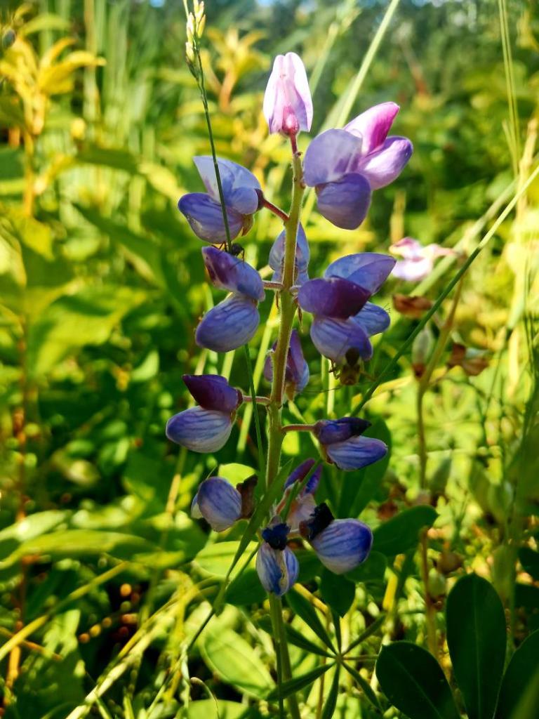 Photo: Still some lupine left 🪻 [Expires June 30 2026]