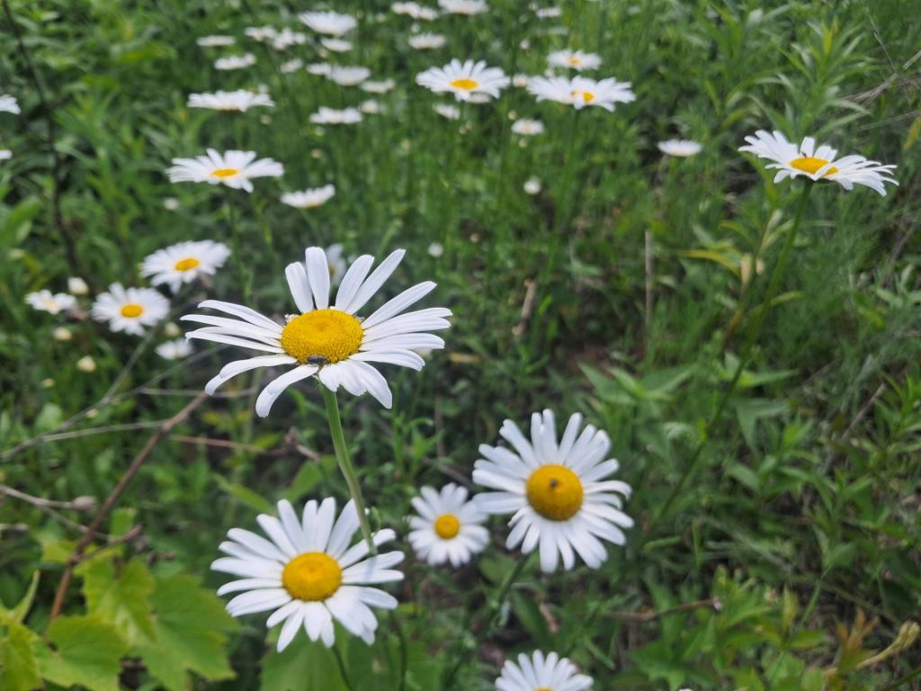 Photo: Daisy [Expires June 30 2026]