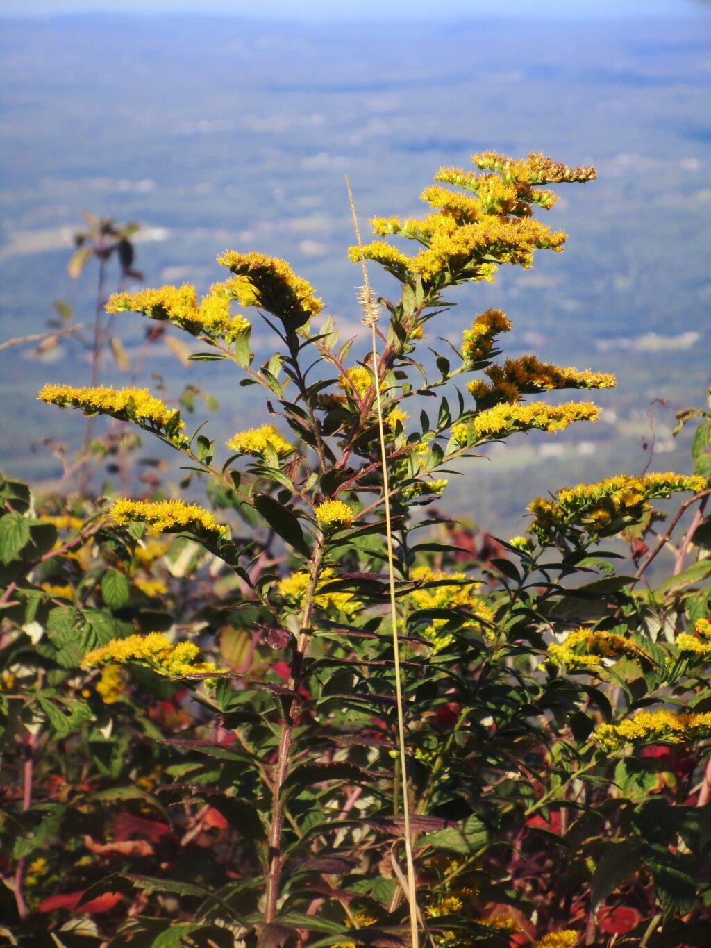 Photo: Golden Rod Photo: Golden Rod