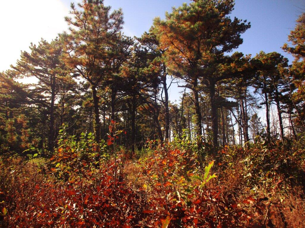 Photo: Pitch Pine Area