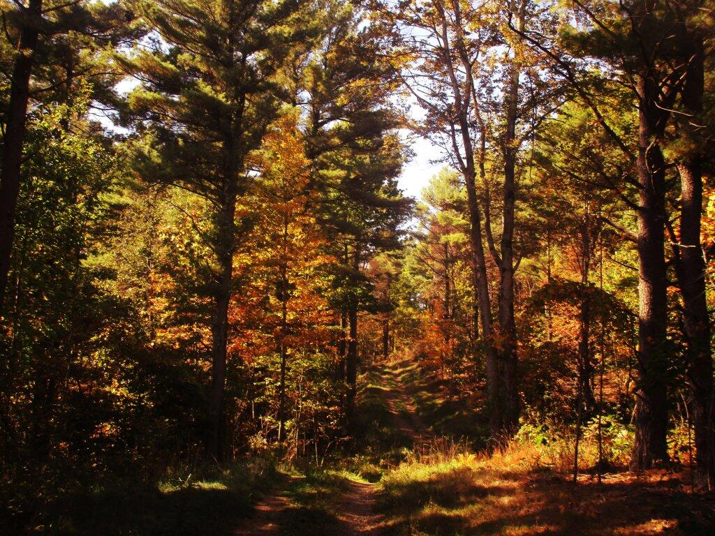 Photo: Trail Up The Mountain
