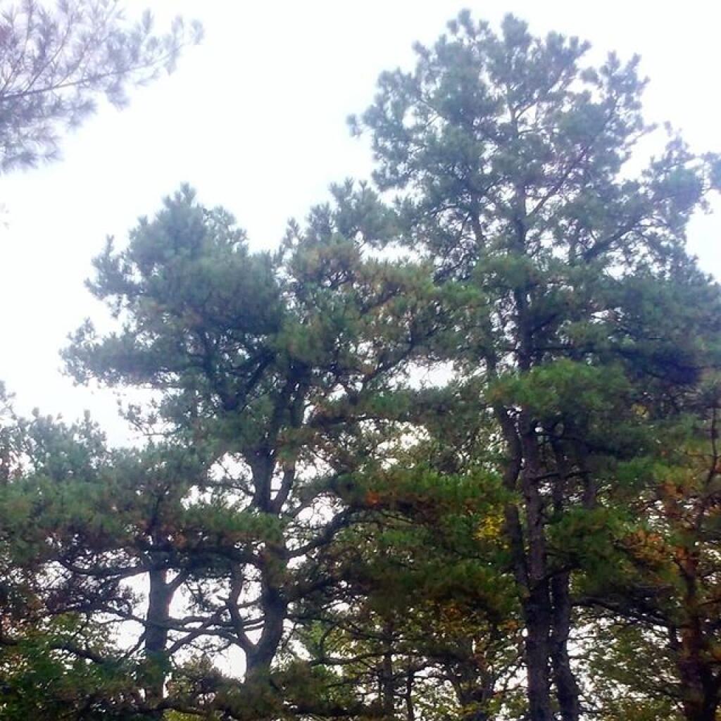 Photo: Pitch Pine on Coal Knob Photo: Pitch Pine on Coal Knob