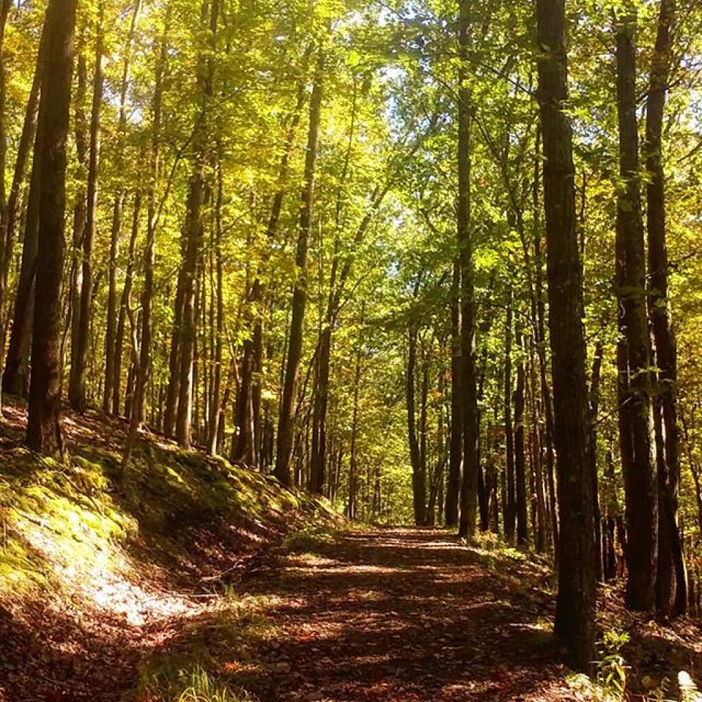 Photo: There is a nice carriageway to walk from Kinzua Beach to Rimrock Photo: There is a nice carriageway to walk from Kinzua Beach to Rimrock