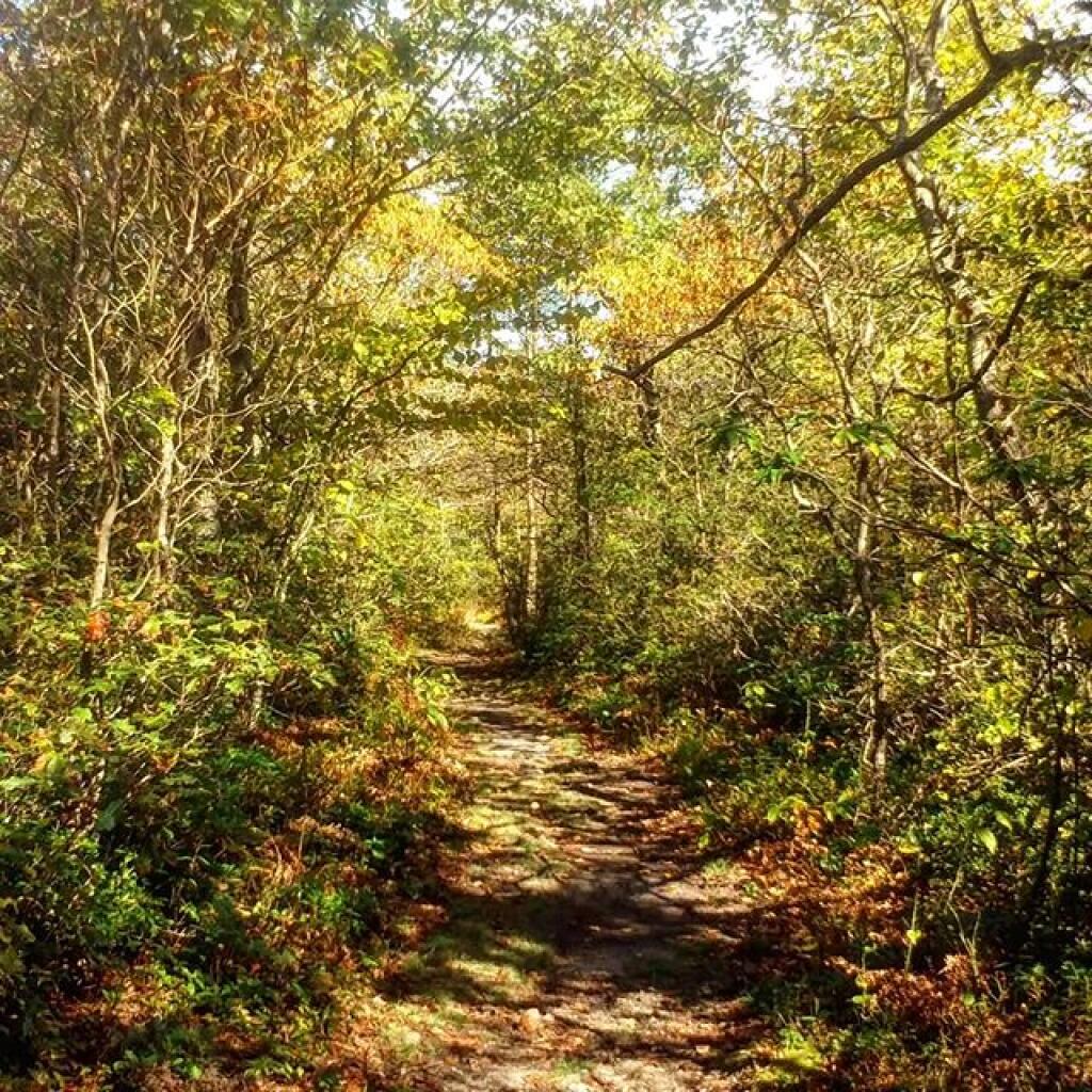 Photo: Trail Photo: Trail