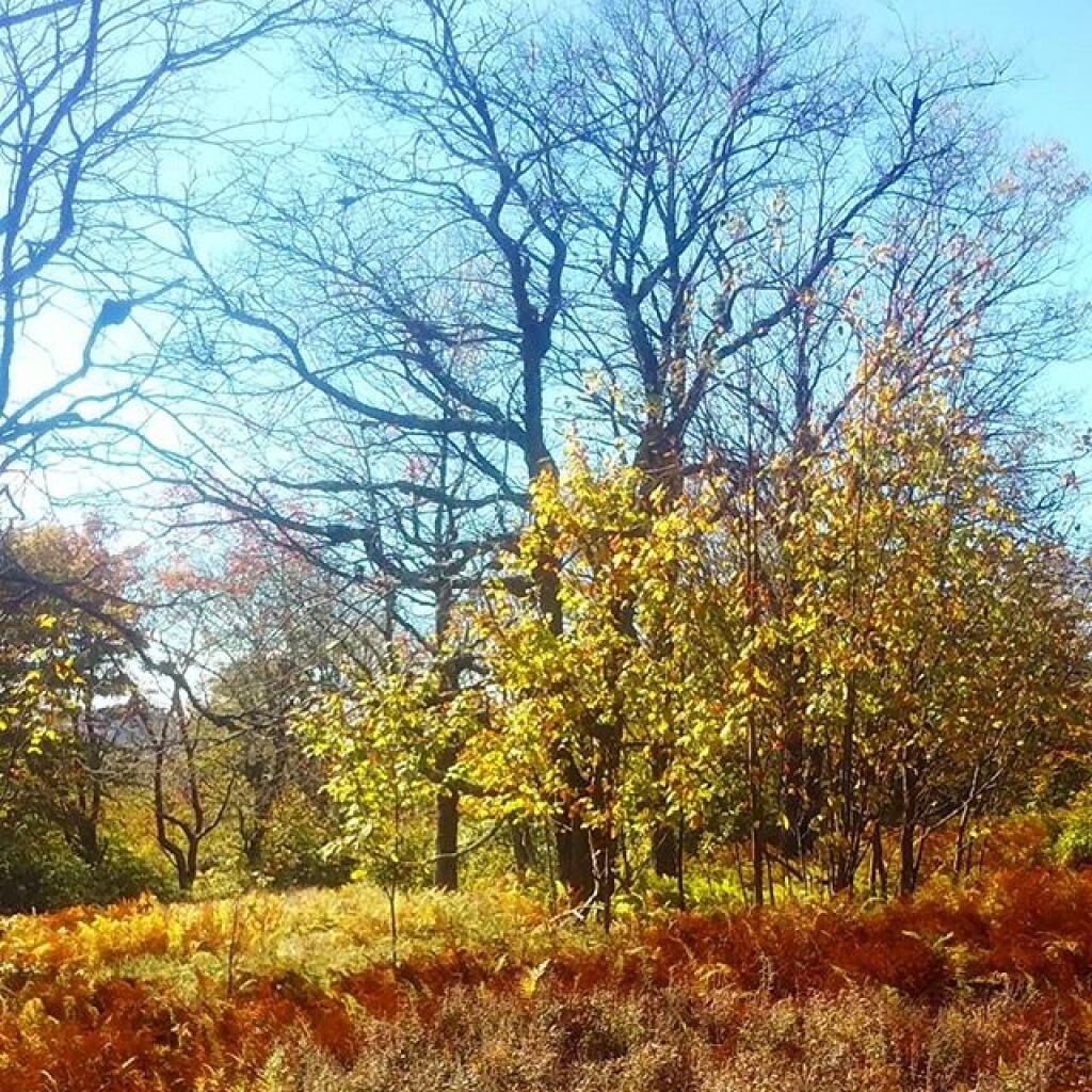 Photo: Autumn is the best season