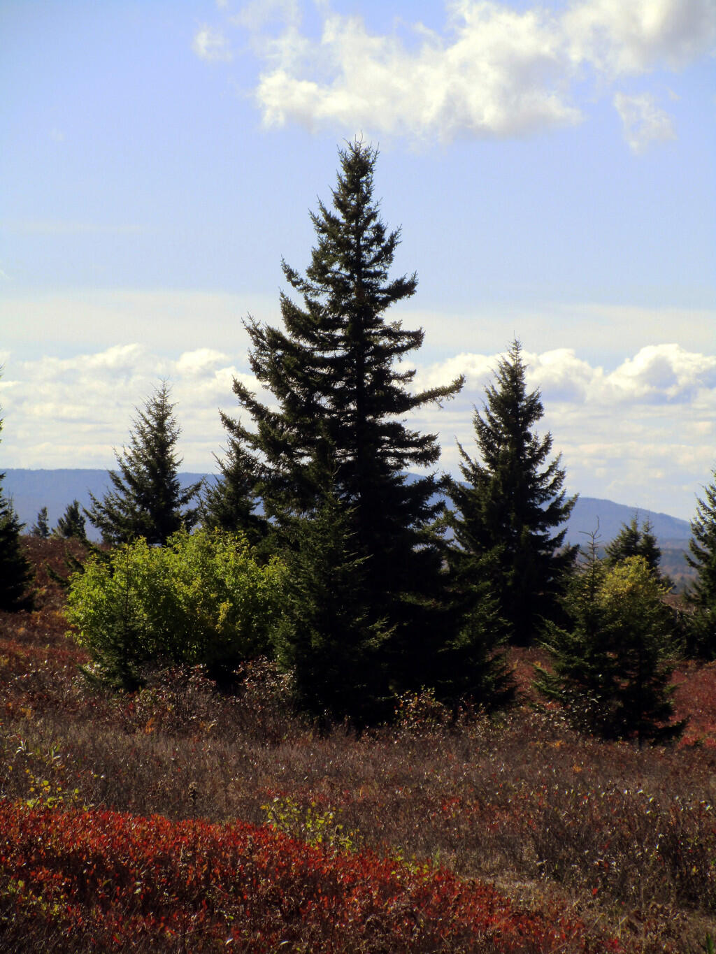 Photo: Pines