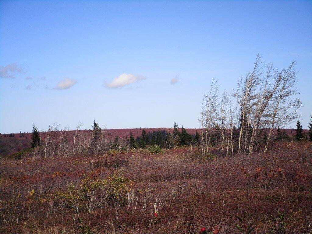 Photo: A Waste Land