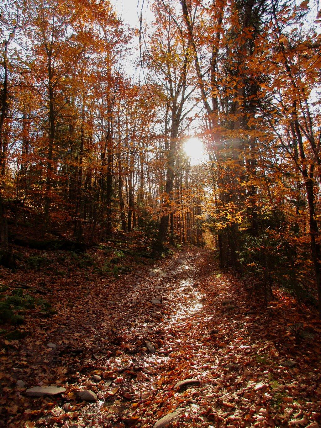 Photo: Trail View Photo: Trail View