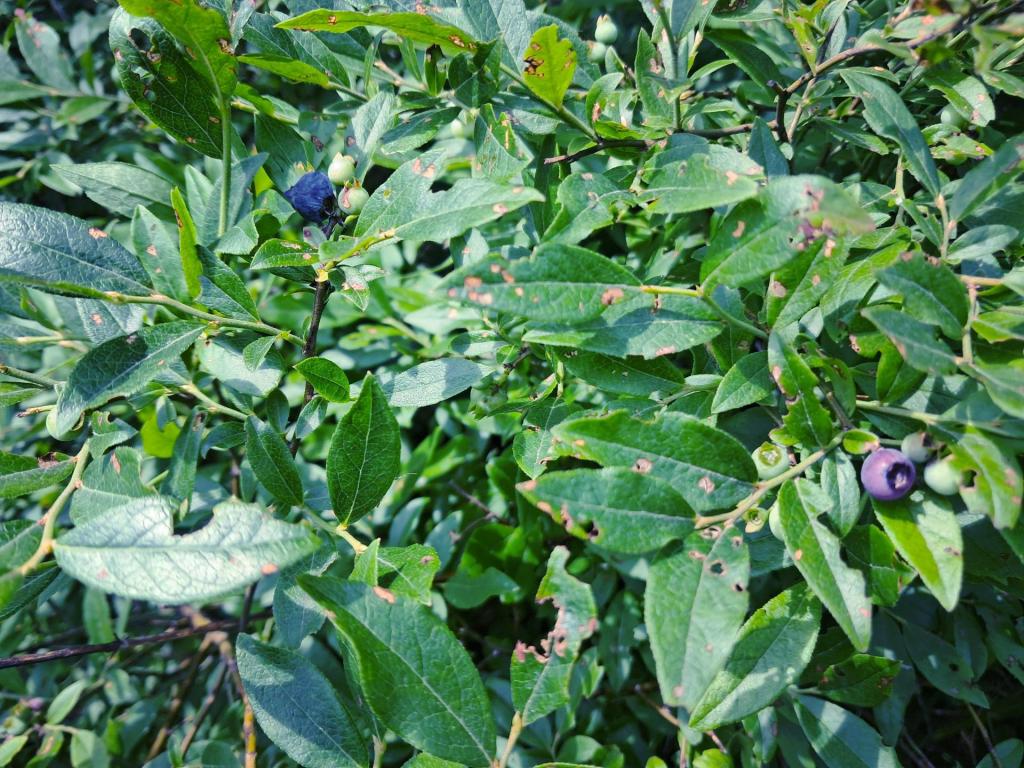 Photo: Wild Blueberries Just Starting [Expires July 24 2026]