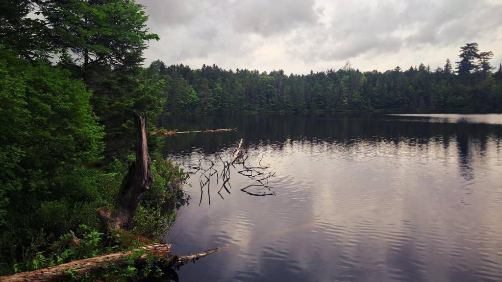 Photo: Buggy and Gray at Icehouse Pond Photo: Buggy and Gray at Icehouse Pond