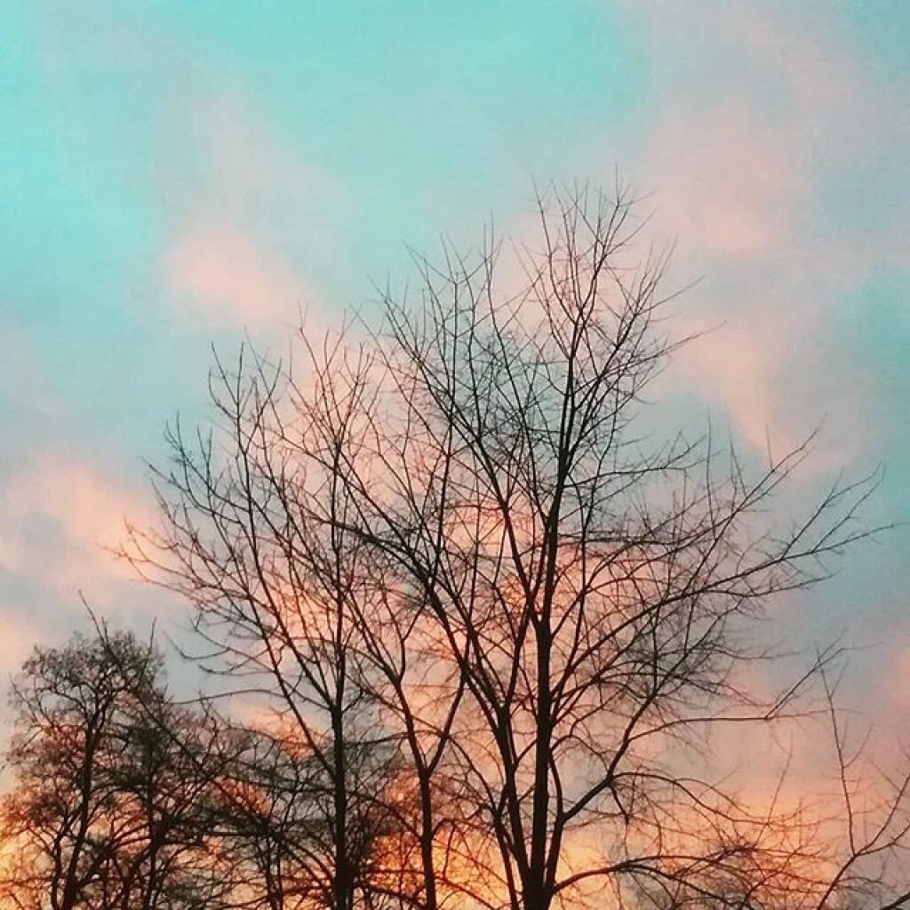 Photo: Branches Photo: Branches