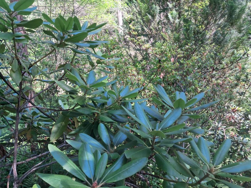 Photo: Rhododendron [Expires July 26 2026]