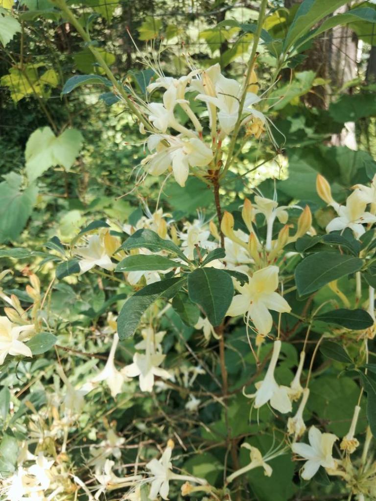 Photo: Western Azaleas [Expires July 26 2026]
