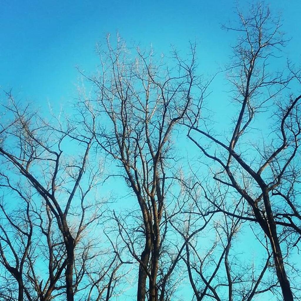 Photo: Branches Photo: Branches