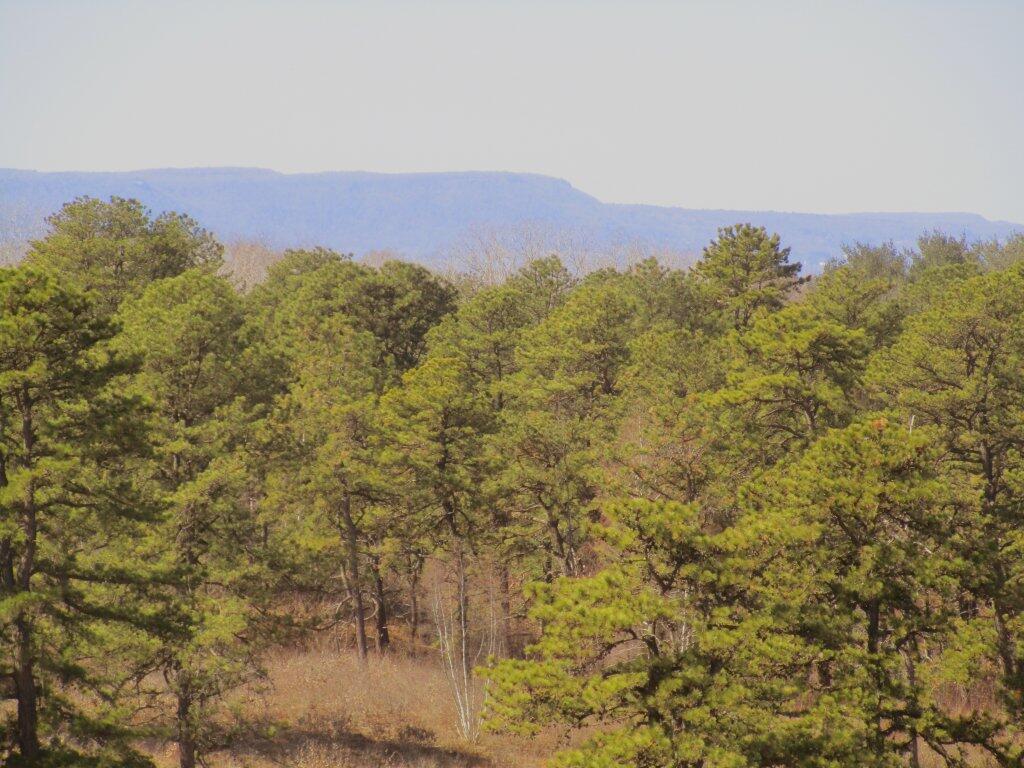 Photo: Pitch Pine Forest