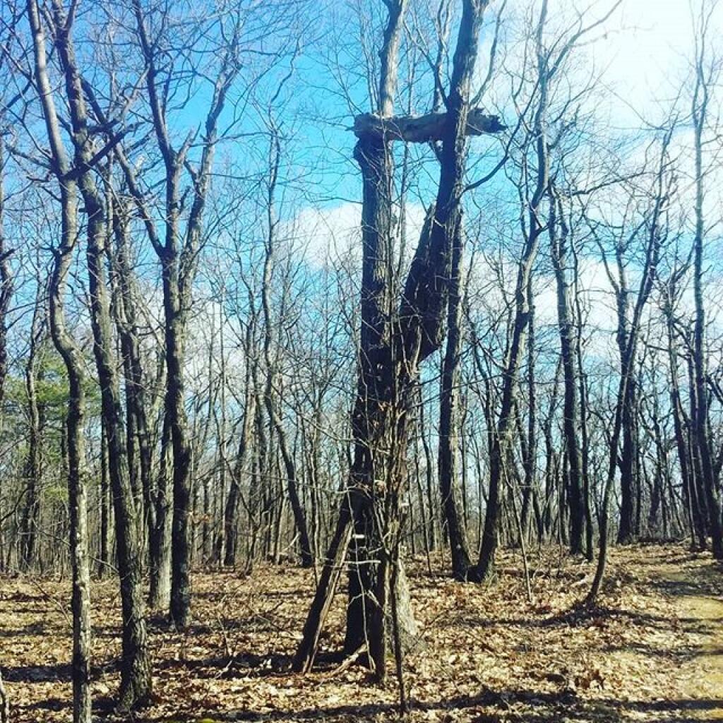 Photo: This homemade, natural tree stand looks a bit dangerous