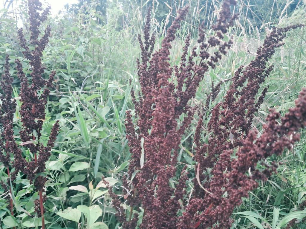 Photo: Curly Dock [Expires July 30 2026]