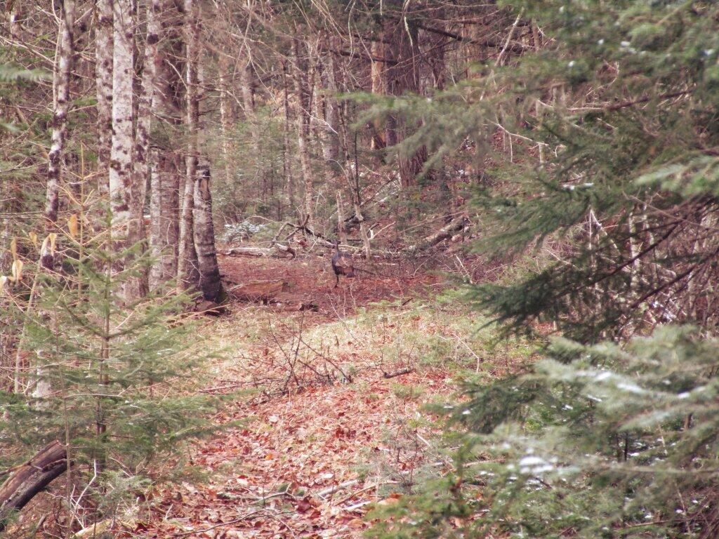 Photo: Turkey On Old Route 8