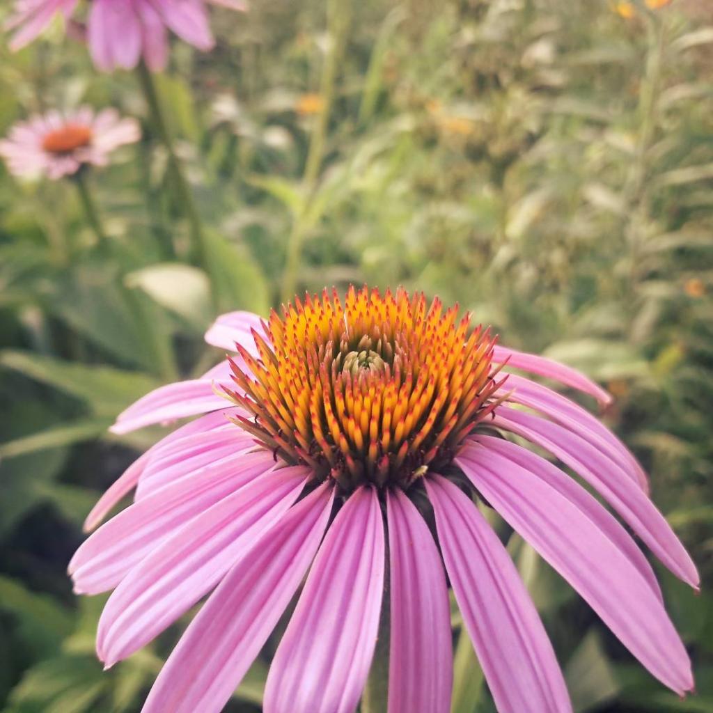 Photo: Cone Flower [Expires August 4 2026]