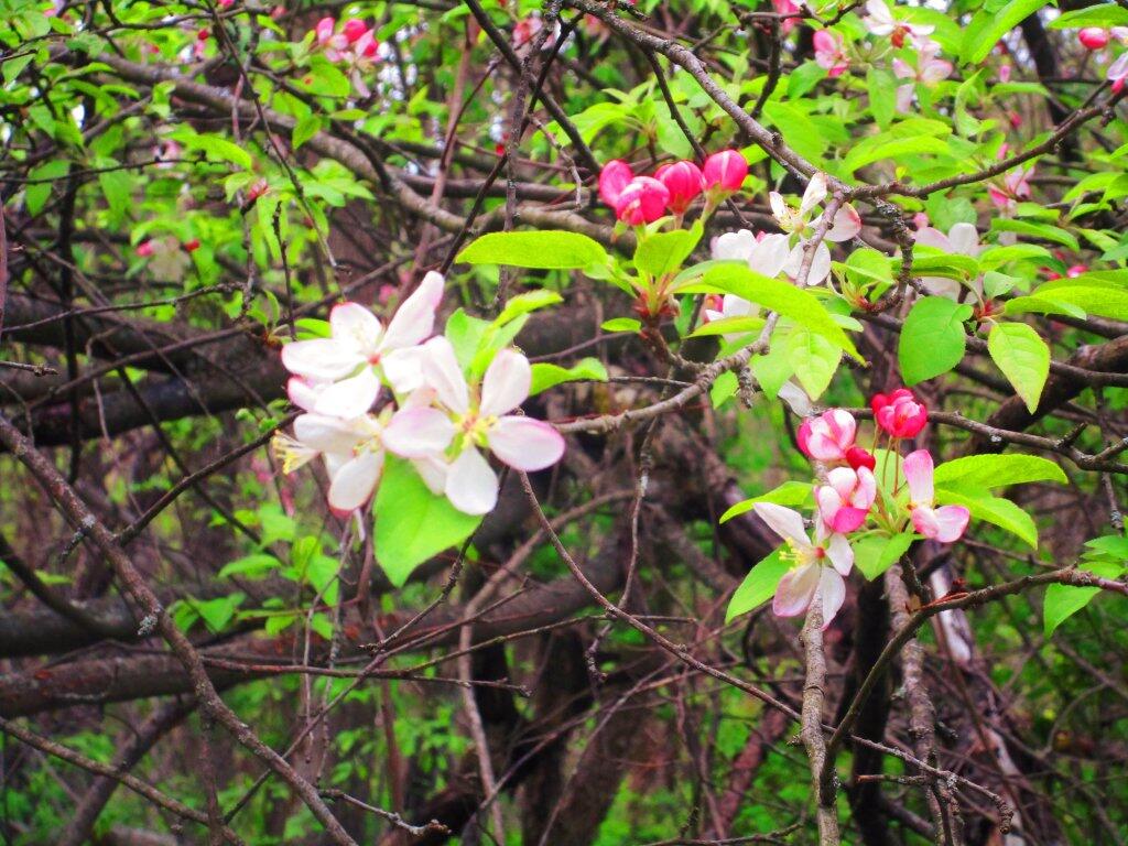 Photo: Dogwood Photo: Dogwood
