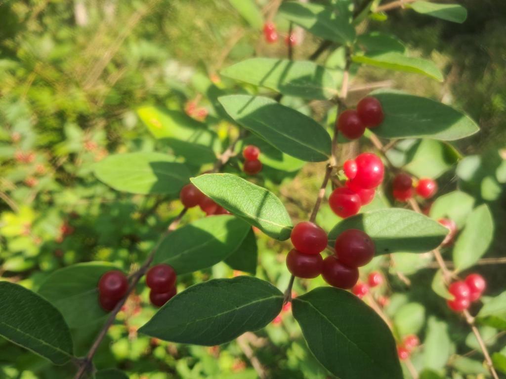 Photo: Choke cherry 🍒 Photo: Choke cherry 🍒