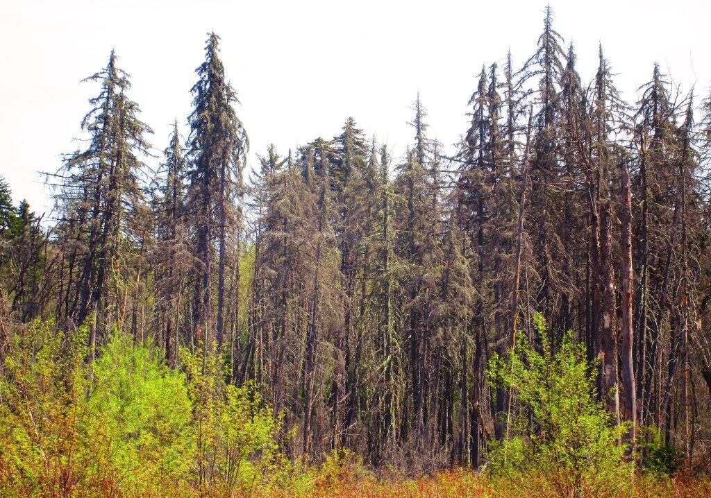 Photo: Sickly Spruce Stand Photo: Sickly Spruce Stand