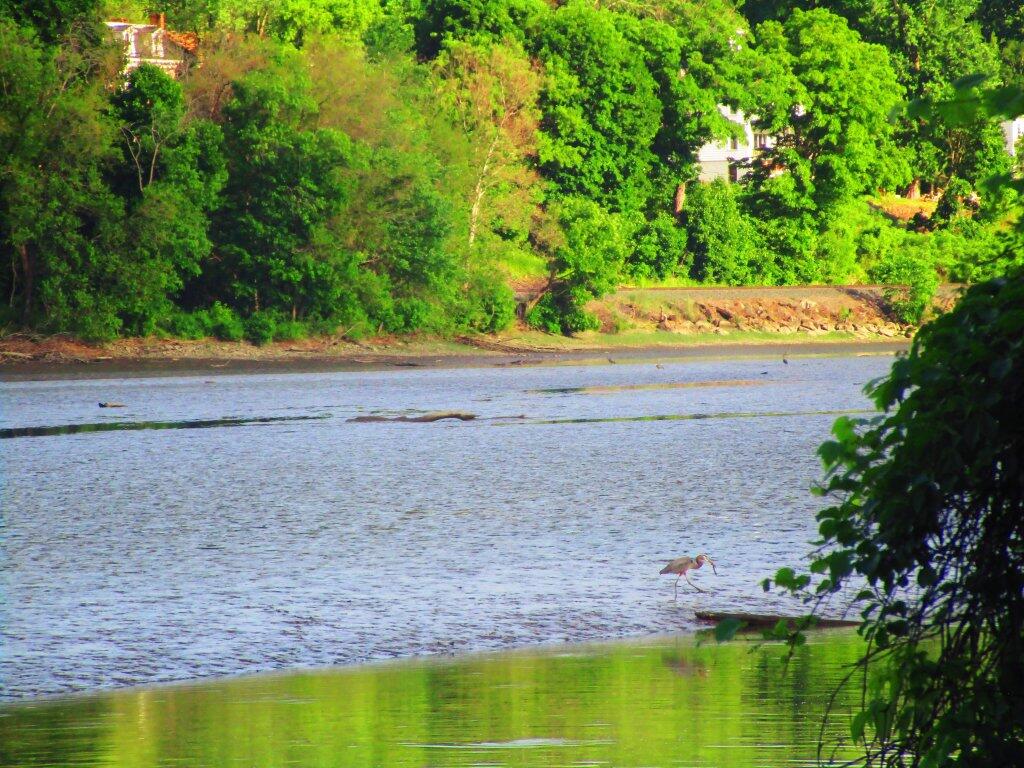 Photo: Great Blue Heron Photo: Great Blue Heron