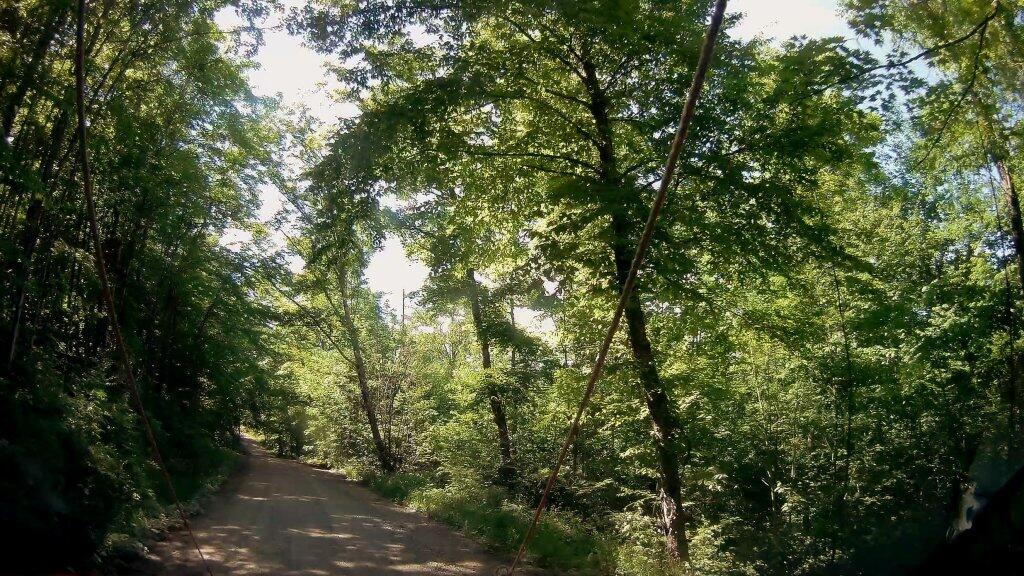 Photo: Early Morning On Jessup River Road Photo: Early Morning On Jessup River Road