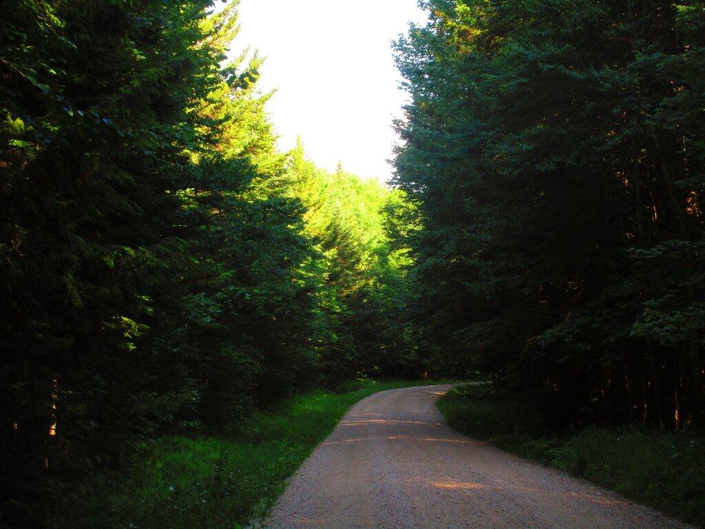Photo: Forest Road 71