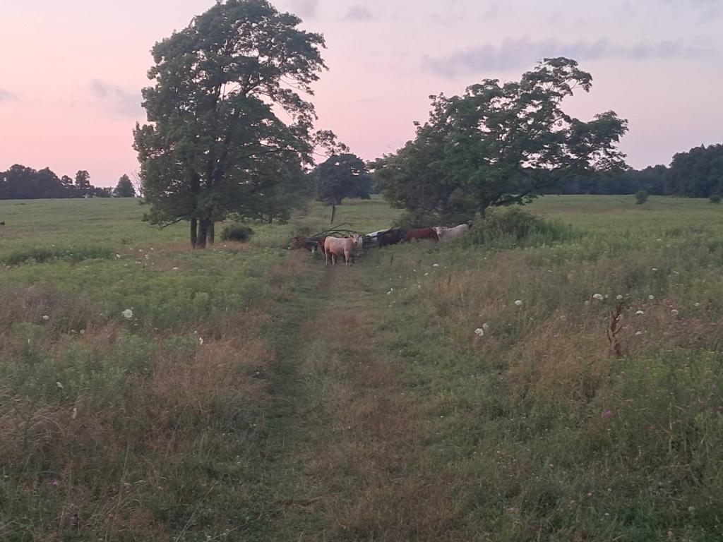 Photo: Cows! [Expires August 14 2026]