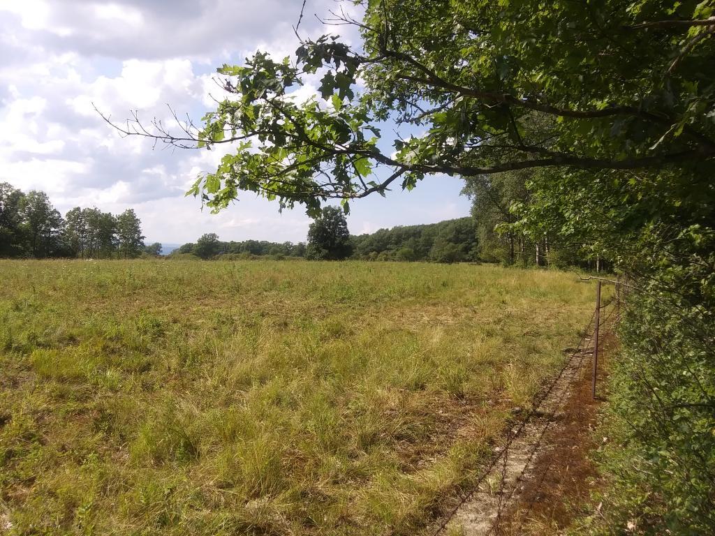 Photo: Cows sure like walking the fence line Photo: Cows sure like walking the fence line