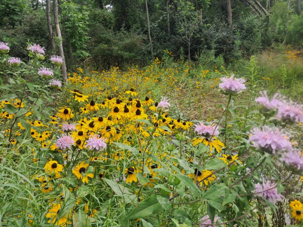 Photo: Black Eyes and Bee Balm 🐝 [Expires August 15 2026]