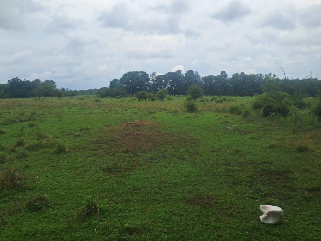 Photo: Pasture [Expires August 16 2026]