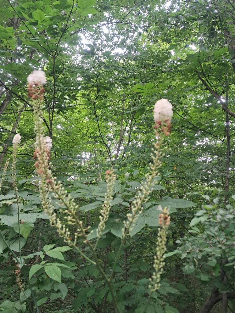 Photo: Black Snakeroot [Expires August 16 2026]