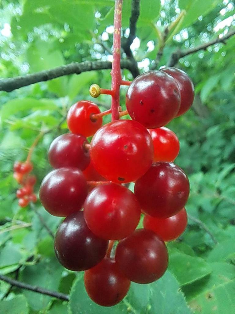 Photo: Choke Cherry [Expires August 16 2026]