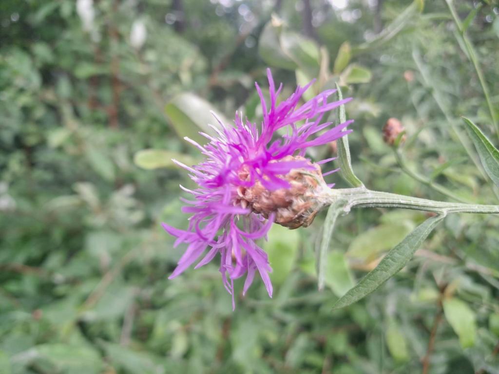 Photo: Thistle [Expires August 16 2026]