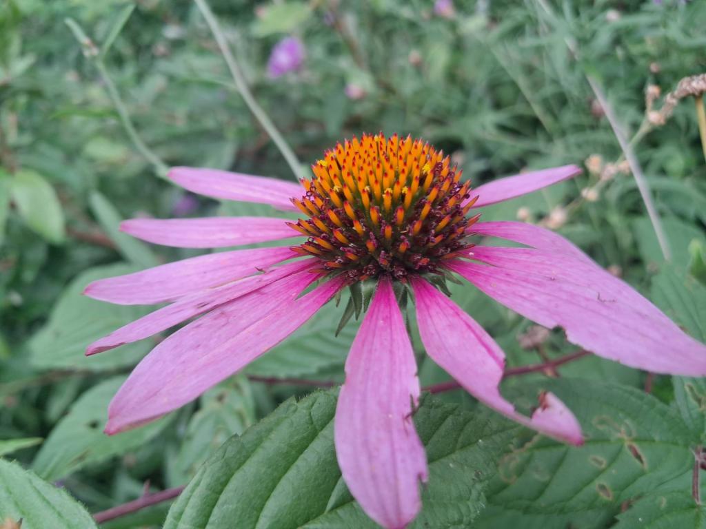 Photo: Coneflower [Expires August 16 2026]