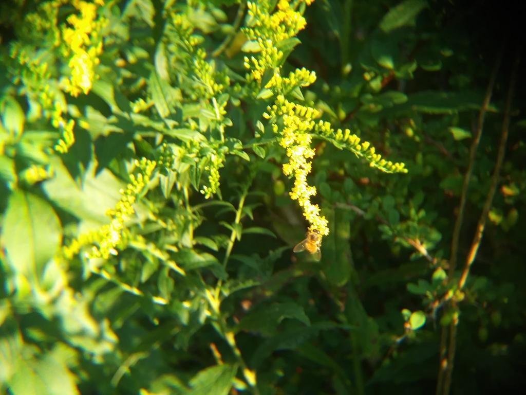 Photo: Bee 🐝