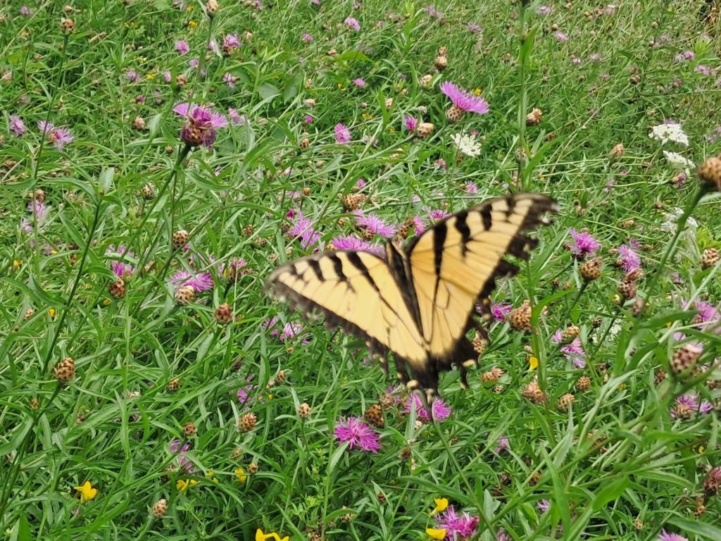 Photo: Eastern Tiger Swallowtail [Expires August 16 2026]