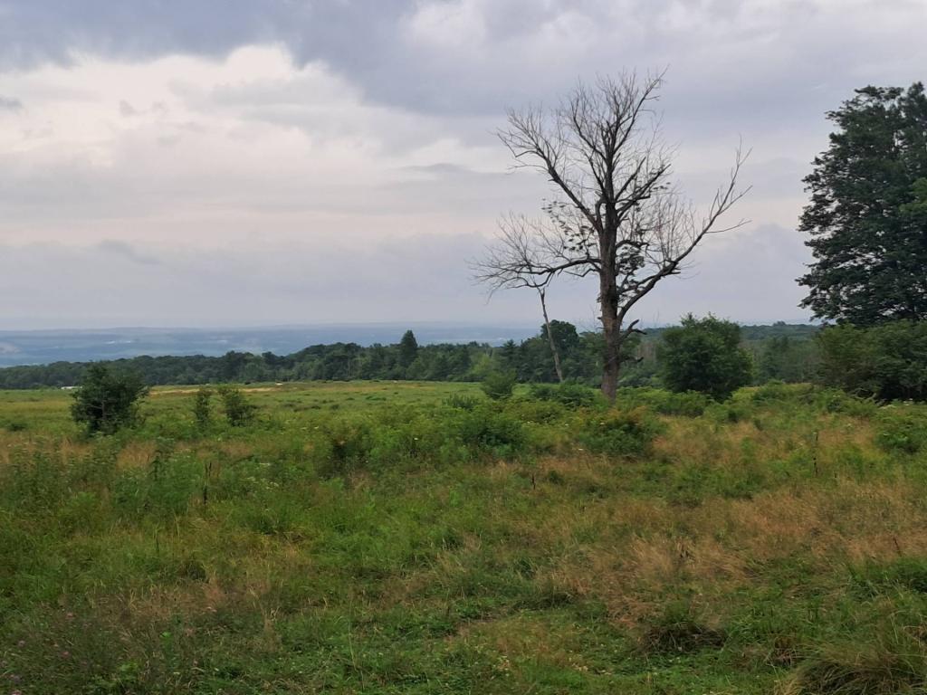 Photo: Pasture [Expires August 16 2026]